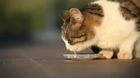 Furry cat drinking milk from a plate outdoor. Vídeo Stock 241841352