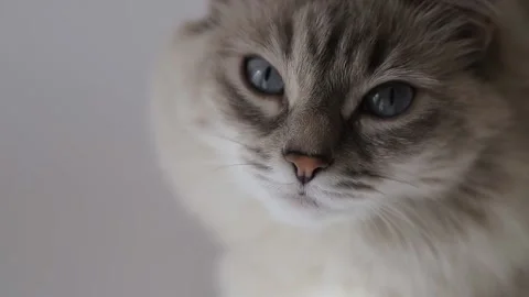 A furry cat Stock Footage 146574192