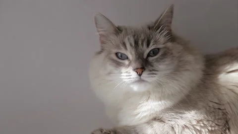 A furry cat Stock Footage 146574193