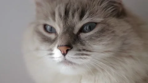 A furry cat Stock Footage 146574202