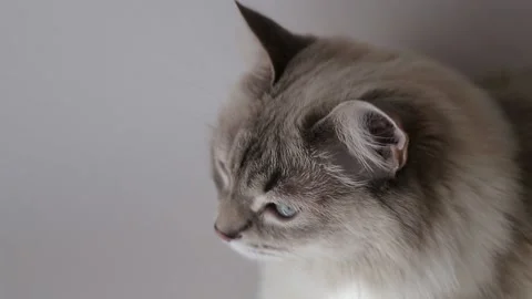 A furry cat Stock Footage 146574206