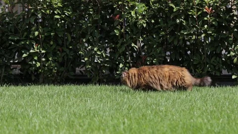 Furry cat on the grass green, playing with insects Vídeo Stock 98751259