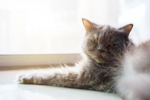 A furry cat is on the ground. Stock Photos