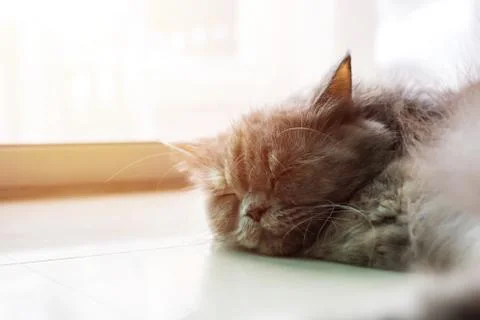 A furry cat is on the ground. Stock Photos