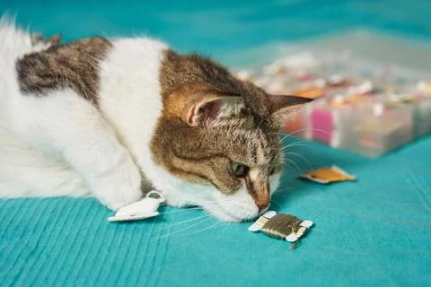 A furry cat head sniffs a bobbin with floss threads with its nose. next to it is Stock Photos