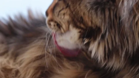 Furry cat licking itself Stock Footage 103481061