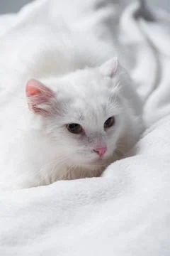Furry cat lying soft white Stock Photos