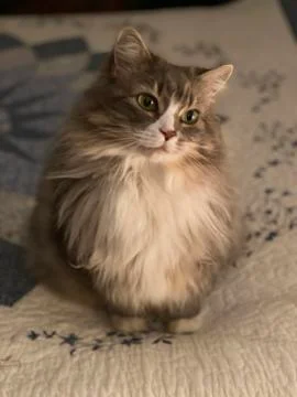 Furry Cat Stock Photos
