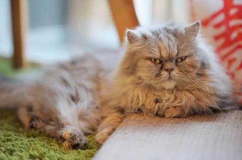 Furry cat Stock Photos