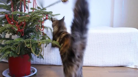 Furry cat playing with small christmas tree Stock Footage 109210795