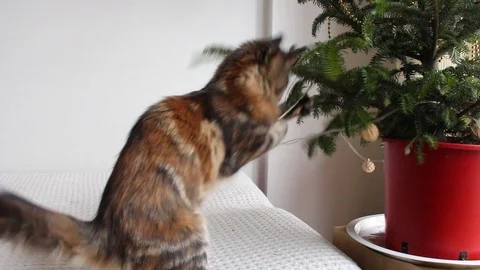 Furry cat playing with small christmas tree Stock Footage 109210810