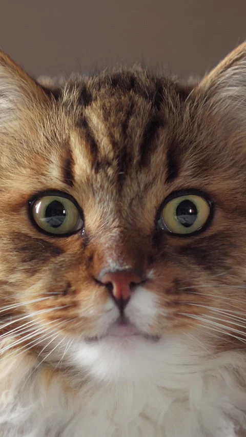 A Furry Cat Portrait Looks At Camera Stock Footage 299917371