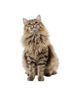 Furry cat sitting looking up front, isolated on empty white background Stock Photos