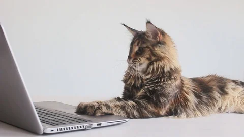 Furry cat using computer Stock Footage 109204775