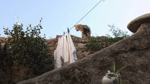 Furry Cat walking on ancient wall with clothdishes (slow motion) SF 動画素材 118215547
