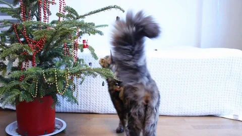 Furry cat walking past small christmas tree Stock Footage 109210790
