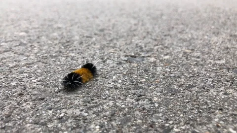 Furry Catapillar Crawlling Past Camera Stock Footage 116080686