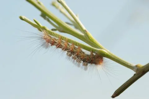 Furry caterpillar Stock Photos