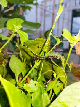 Furry caterpillars devouring leaf as part of butterfly lifecycle Stock Photos