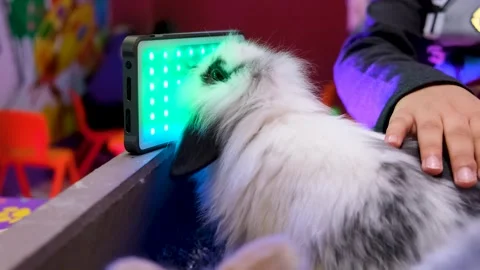 Furry Cats Having the Best Playtime, Furry cat playing with light Stock Footage 343828367