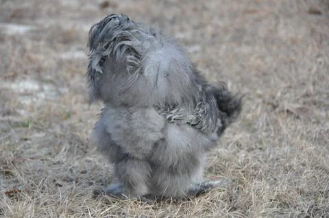 Furry chicken from behind Stock Photos