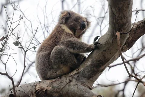 Furry coala bear sleeping on the branch, near Melbourne, Australia Stock Photos
