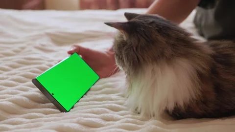 Furry Curious Cat Watching Smartphone With Green Screen While Lying on Bed 스톡 동영상 346263128