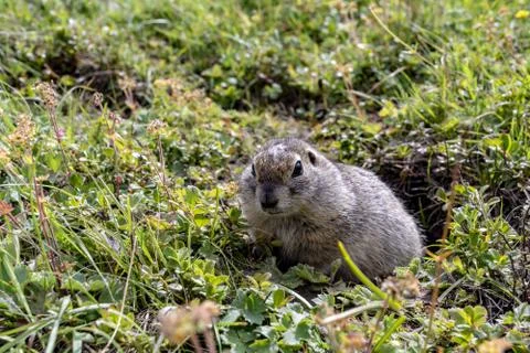 The furry cute gopher climbed out of the hole and sits on a green meadow in s 写真素材