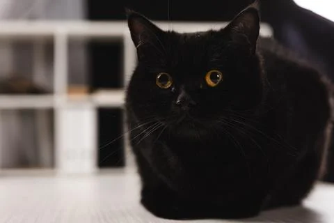 Furry dark cat sitting table Stock Photos