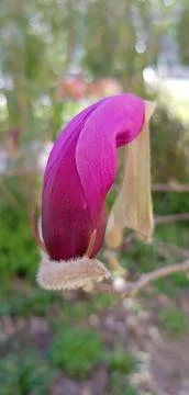 Furry decadiment Stock Photos