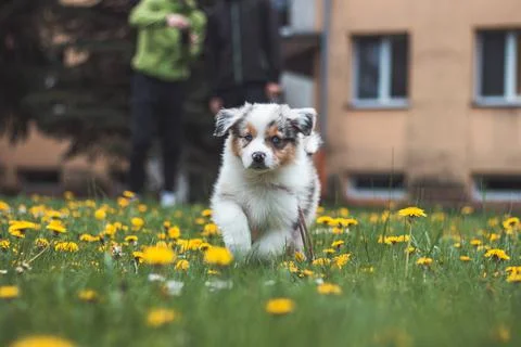 Furry devil in the form of an Australian Shepherd runs around the garden and  Stock Photos