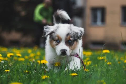 Furry devil in the form of an Australian Shepherd runs around the garden and  Stock Photos