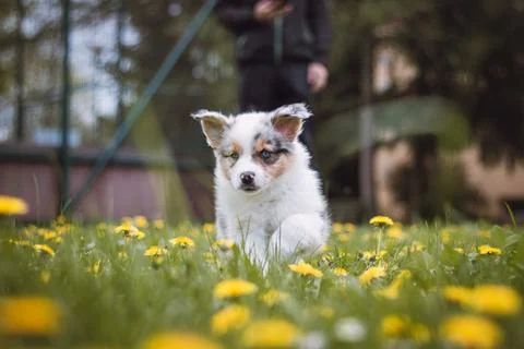 Furry devil in the form of an Australian Shepherd runs around the garden and  Stock Photos