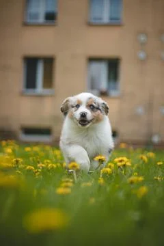 Furry devil in the form of an Australian Shepherd runs around the garden and  Stock Photos
