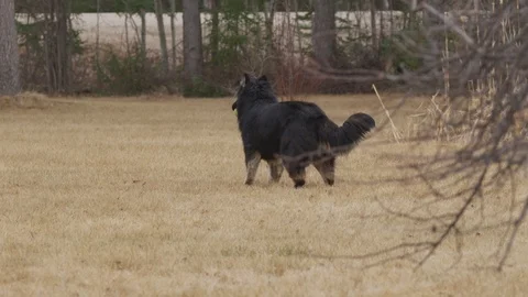 Happy dog running toward camera with bal. Stock Video Pond5