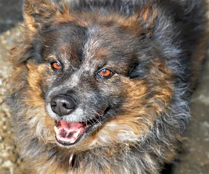 Furry dog expression Stock Photos