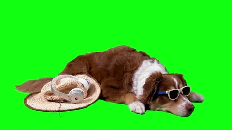 Furry dog lying down with Sunglasses &amp;amp; headphones, green screen background Stock Footage 158876407