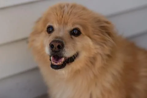 Furry Dog 库存照片