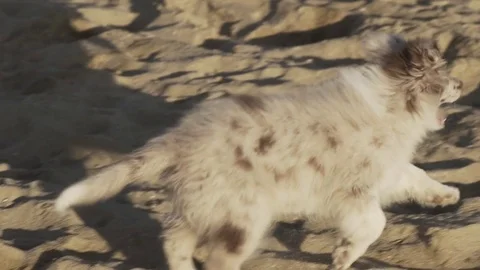 Furry Dog Running in Slow Motion Vídeo Stock 84899015