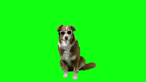 Furry dog sitting frontal with white sunglasses, green screen background Stock Footage 158876853