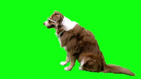 Furry dog sitting profile with white sunglasses wind blowing the fur Stock Footage 158876894