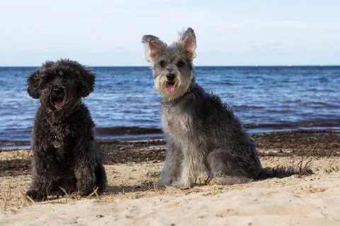 Furry dogs Stock Photos