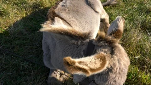 Furry donkey resting on grass in sunlight with harness visible Stock Footage 338189094