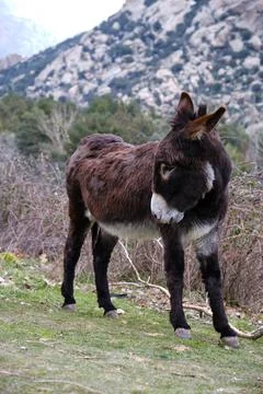 Furry Donkey scratching back on mountain Stock Photos