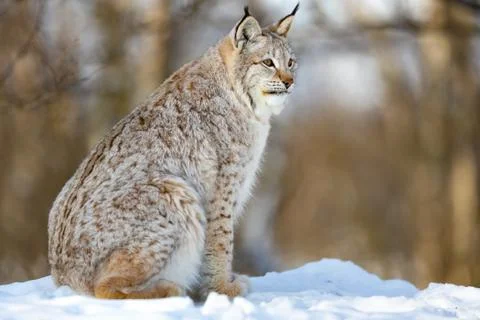 Furry Eurasian wild cat looking away while sitting on snow Stock Photos