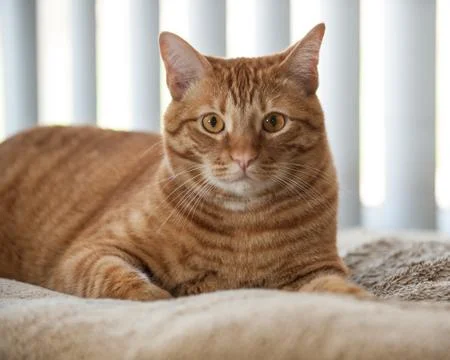Furry face of an orange cat. Stock Photos