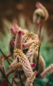 Furry flower Stock Photos