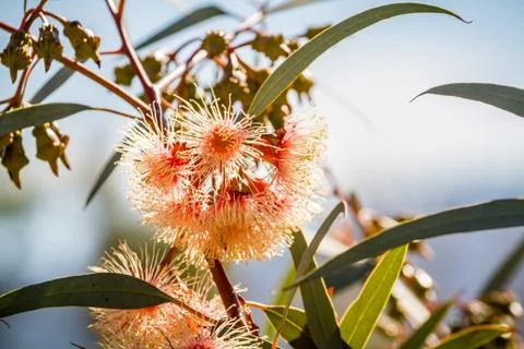 Furry flowers of eucalyptus Stock Photos