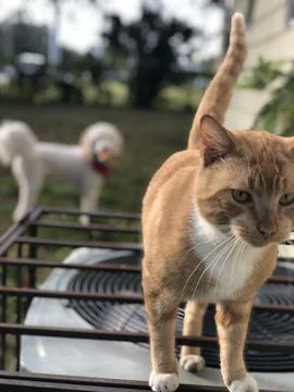 Furry Friends 库存照片