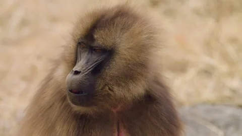 Furry Gelada Monkey In The Simien Mountains National Park, Ethiopia. Close-up Vídeo Stock 315490059